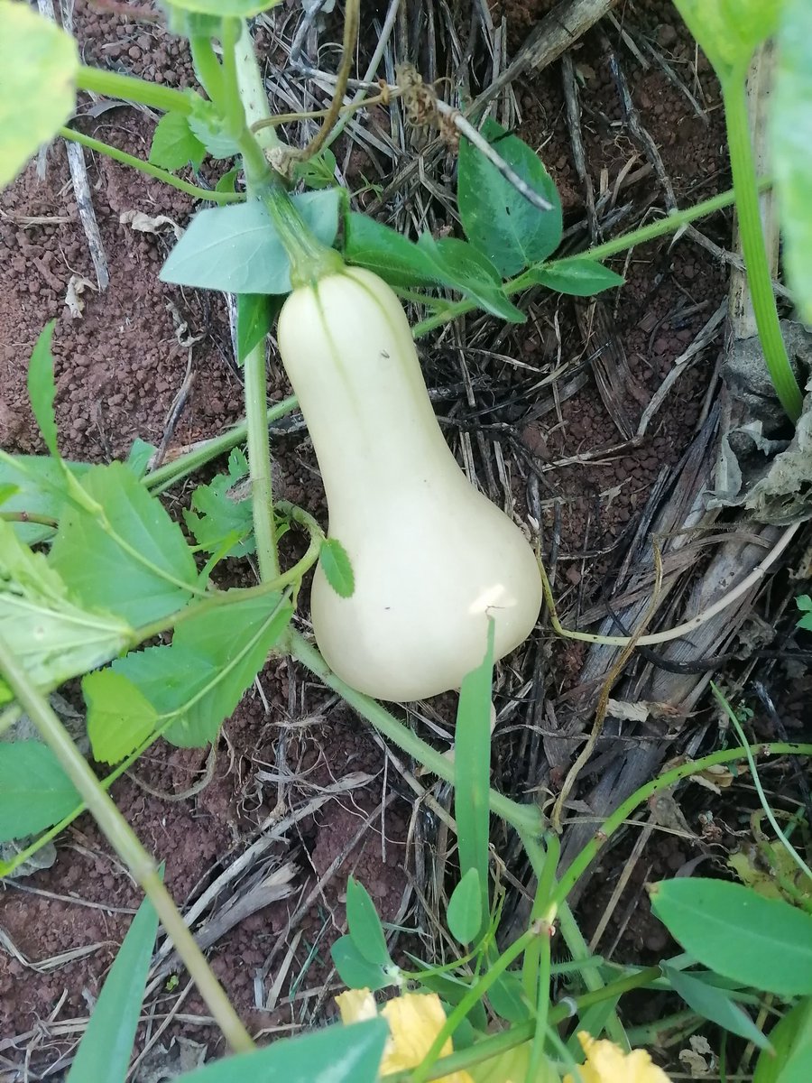 Majahad03's tweet photo. We back like we never left 🇸🇿

Maize  E5 per sibhuluja

 available at KaLozitha, kathishela by the Road
contact 78050694 /79756791 https://t.co/I4d571bMwW