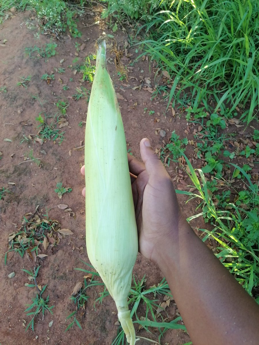 Majahad03's tweet photo. We back like we never left 🇸🇿

Maize  E5 per sibhuluja

 available at KaLozitha, kathishela by the Road
contact 78050694 /79756791 https://t.co/I4d571bMwW