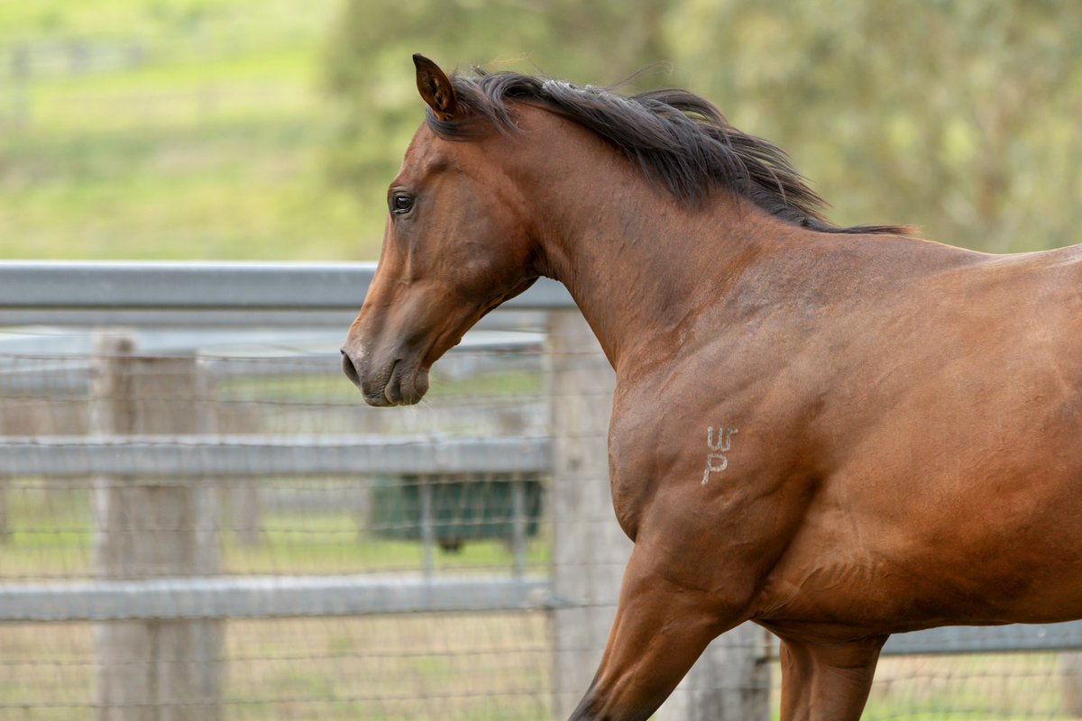 WillowParkStud tweet media