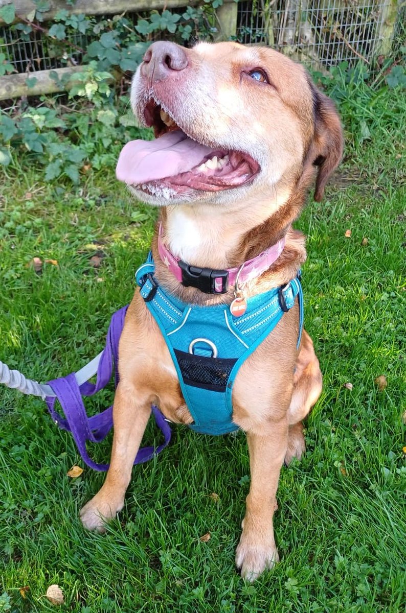 Senior Staffy Club Dog Rescue tweet media