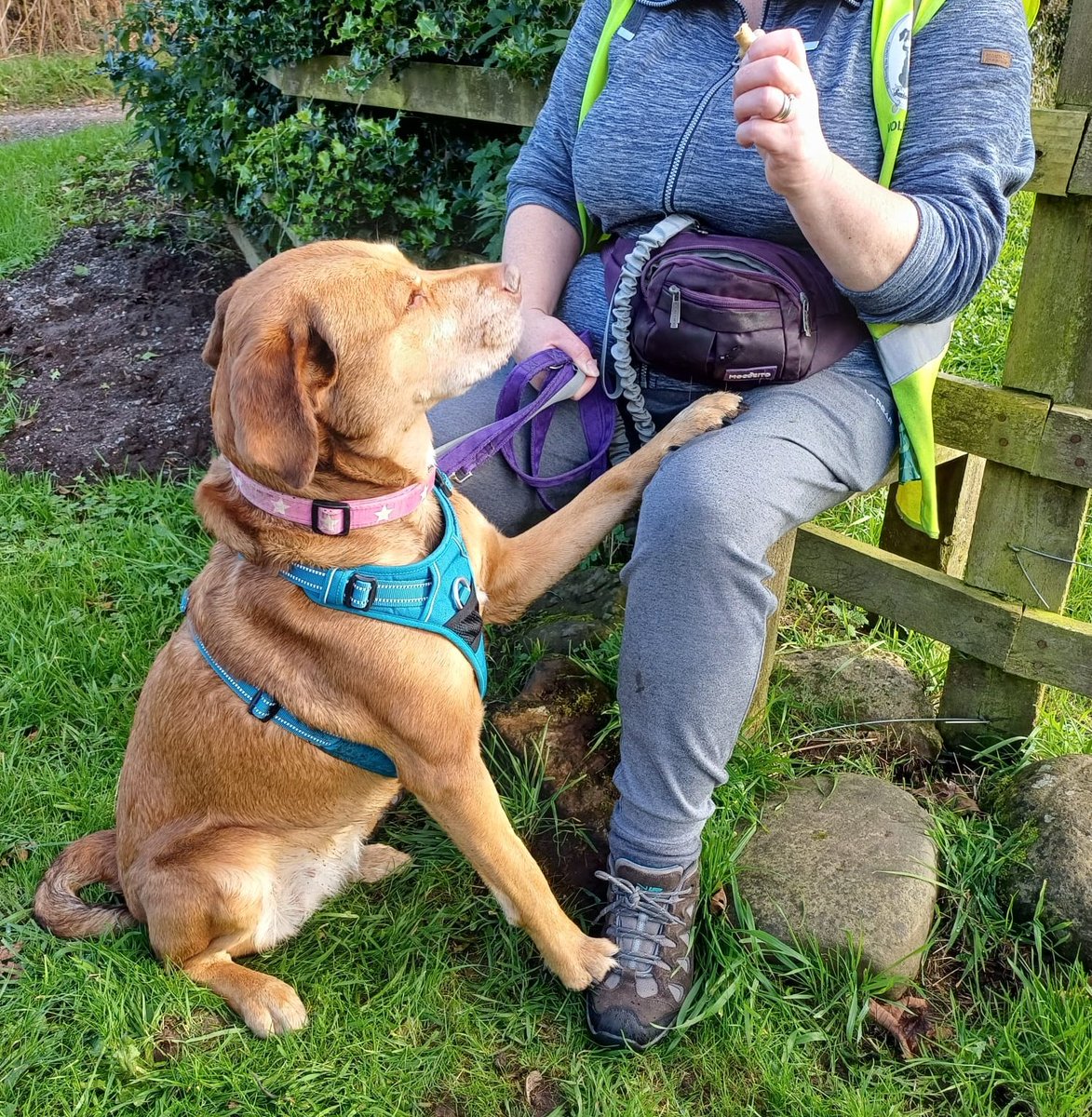 Senior Staffy Club Dog Rescue tweet media