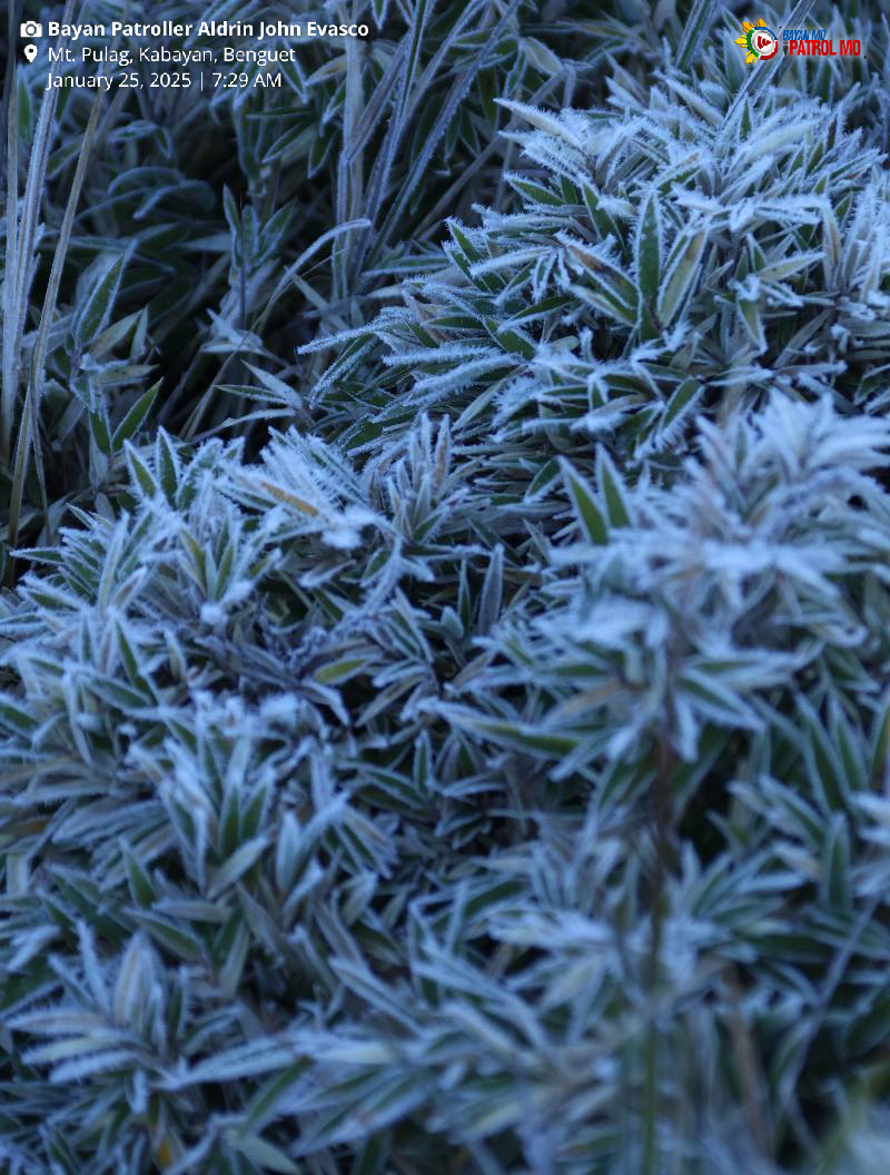 bayanmo's tweet photo. ‘FROZEN GRASSLAND’ SA MT. PULAG 🥶
Nagmistulang “frozen grassland” ang bahaging ito ng Mt. #Pulag, Kabayan, #Benguet dahil sa pagbalot ng #andap o #frost sa mga halaman na dulot ng naranasang mababang temperatura noong Enero 25. https://t.co/76nPHzNSO0