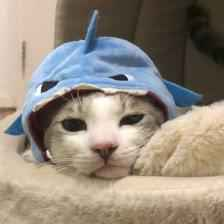 GubsGambles's tweet photo. Scanning the trenches and this one if 8 hours old and holding well, looks like community has paid the DEX update, currently on a slow uptrend sitting at 34k mc. #DEEPCAT
if you like low risk on degens this would be the one. given there are multiple deep ai tokens sending and the deep seek meta is super hot and in headlines, the memes cuteness alone w/name fits.
CA
GKjFdppSffjYUuLko1mXwsupbcPBMFDU5Jk6MtCBpump
aped smol