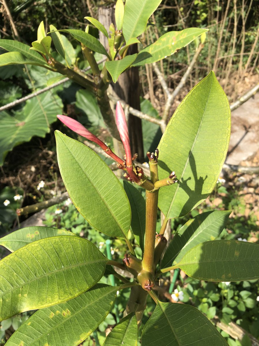 SAMRAITEAMBOSS's tweet image. 今日帰郷しました😆
ヤールーもプルメリアも元気💪