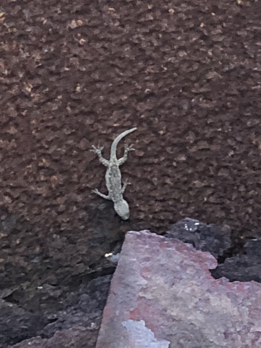 SAMRAITEAMBOSS's tweet image. 今日帰郷しました😆
ヤールーもプルメリアも元気💪