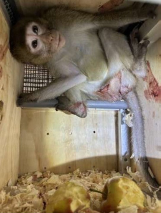 StopCamarles's tweet photo. Entre enero y noviembre de 2024, 12.930 macacos de cola larga fueron transportados desde su hogar en Mauricio hacia su masacre en los laboratorios de todo el mundo.

Además del atroz negocio de exportar “macacos para experimentación”, Mauricio pretende firmar un acuerdo con la mayor empresa de experimentación animal del mundo (Charles River Laboratories) para experimentar allí con estos primates en peligro de extinción.  
https://t.co/mSaGDFlAKS

Por favor, ayuda a detener el exterminio de los macacos de cola larga.
Sigue escribiendo a las aerolíneas que realizan estos crueles transportes. 👇
https://t.co/jkBBw96zkw

Escribe a los responsables de la Generalitat de Catalunya para que, de una vez, cierren la mayor empresa de experimentación y distribución de primates en Europa, Camarney SL. 👇  
https://t.co/PDKkpYYlSb

Escribe a MAPA para que incluya la prohibición de realizar experimentos con primates en países como Mauricio en la nueva “ley de experimentación animal”. 👇 
https://t.co/1rVZK5Ux6e

#NoEsCiencia #AboliciónVivisección