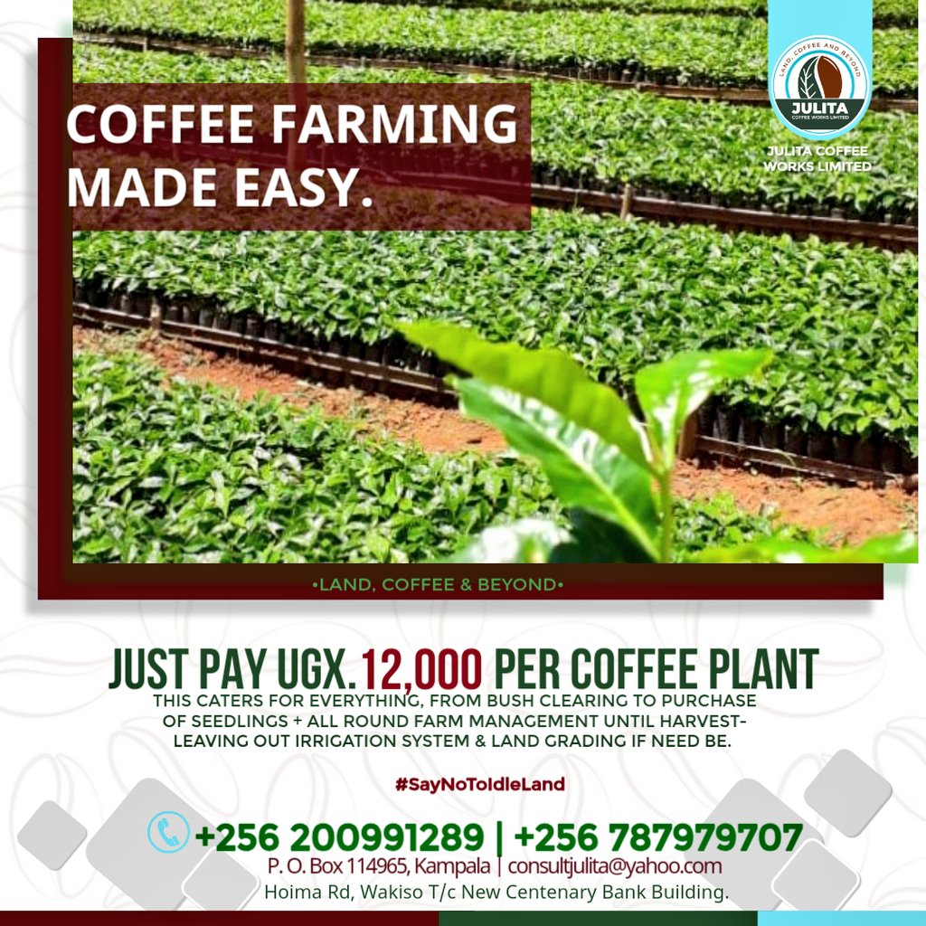 JulitaCoffWorks's tweet photo. Coffee farming doesn’t have to be hard. With UGX 12,000 per coffee plant, we handle everything from bush clearing to harvest. You focus on the returns. Let’s plant wealth together. 📞0787979707
#SayNoToIdleLand #InvestInCoffee https://t.co/dZ1qA1LXMT