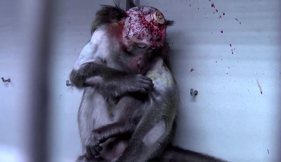 StopCamarles's tweet photo. Entre enero y noviembre de 2024, 12.930 macacos de cola larga fueron transportados desde su hogar en Mauricio hacia su masacre en los laboratorios de todo el mundo.

Además del atroz negocio de exportar “macacos para experimentación”, Mauricio pretende firmar un acuerdo con la mayor empresa de experimentación animal del mundo (Charles River Laboratories) para experimentar allí con estos primates en peligro de extinción.  
https://t.co/mSaGDFlAKS

Por favor, ayuda a detener el exterminio de los macacos de cola larga.
Sigue escribiendo a las aerolíneas que realizan estos crueles transportes. 👇
https://t.co/jkBBw96zkw

Escribe a los responsables de la Generalitat de Catalunya para que, de una vez, cierren la mayor empresa de experimentación y distribución de primates en Europa, Camarney SL. 👇  
https://t.co/PDKkpYYlSb

Escribe a MAPA para que incluya la prohibición de realizar experimentos con primates en países como Mauricio en la nueva “ley de experimentación animal”. 👇 
https://t.co/1rVZK5Ux6e

#NoEsCiencia #AboliciónVivisección