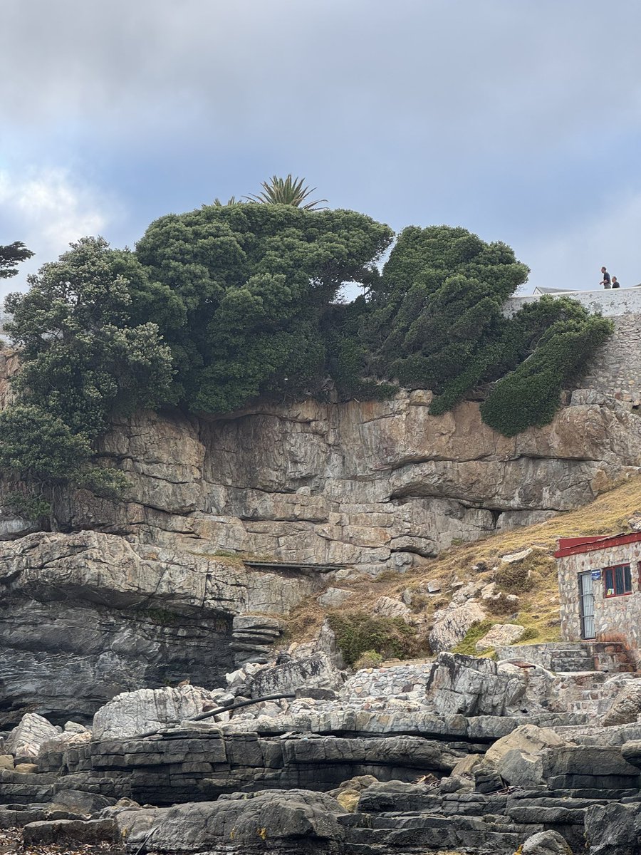 Amy Hoppy tweet media