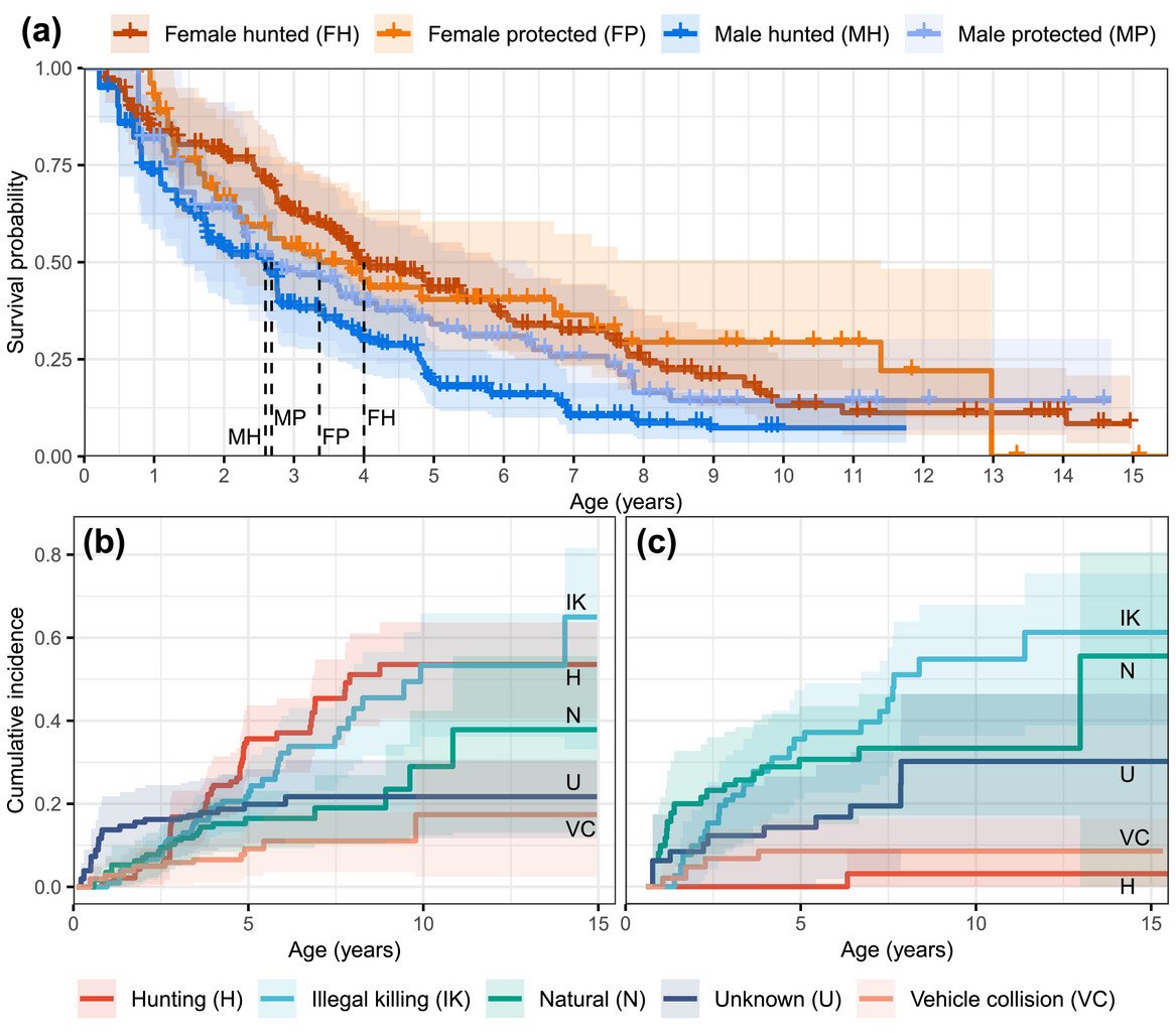 Have a read at our recently published article. Our main finding is that the survival of Eurasian
lynx across Europe 🇪🇺 is driven mainly by
human-caused mortalities 🪦, in particular illegal killing. doi.org/10.1111/cobi.1…