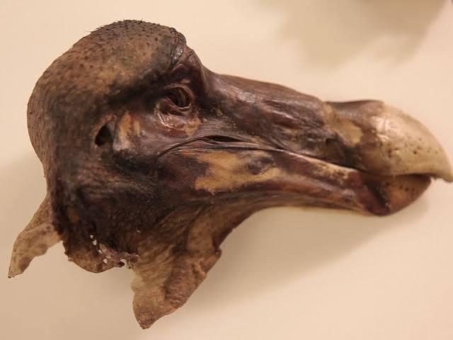 The only mummified head of a dodo, extinct for over 300 years.