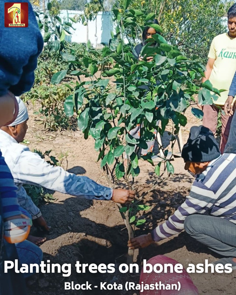 DSSNewsUpdates's tweet photo. From ashes to life, a tribute with purpose! 🌱

Our volunteers from Kota and Sadhaura, inspired by the teachings of Saint Dr. MSG Insan, planted trees on bone ashes—transforming memories into a lasting legacy for the environment. This heartfelt initiative not only honours loved ones but also nurtures nature for future generations.

#GreenTribute #PlantATree #EcoFriendly #SaintMSG #DeraSachaSauda