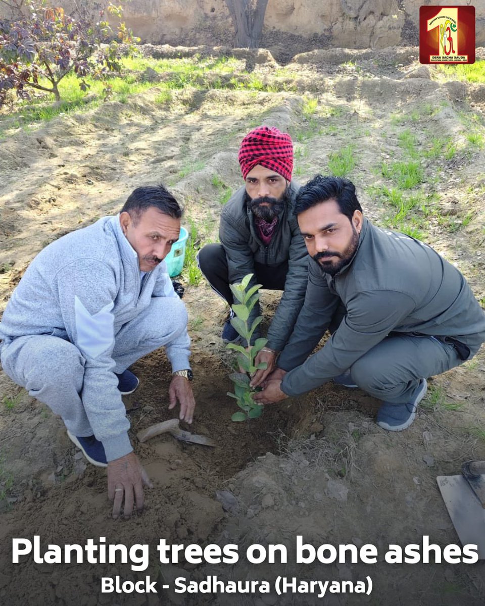DSSNewsUpdates's tweet photo. From ashes to life, a tribute with purpose! 🌱

Our volunteers from Kota and Sadhaura, inspired by the teachings of Saint Dr. MSG Insan, planted trees on bone ashes—transforming memories into a lasting legacy for the environment. This heartfelt initiative not only honours loved ones but also nurtures nature for future generations.

#GreenTribute #PlantATree #EcoFriendly #SaintMSG #DeraSachaSauda