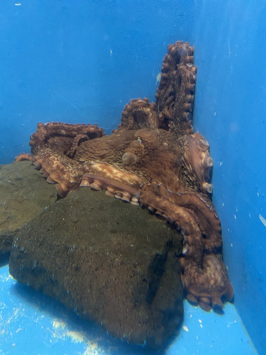 notoaqua_jp's tweet photo. のとじま水族館にビッグな新入りがやってきました！
能登町高倉漁港の漁師さんから寄贈していただいたミズダコ♀です！
両腕を広げると約2mにもなる大きな体！
体重はなんと約18.0kg！
画像ではその迫力を伝えきれないのが残念です、、、
みなさんぜひ実物を見に来てくださいね🐙
＃のとじま水族館 https://t.co/hSuW9mW8xu