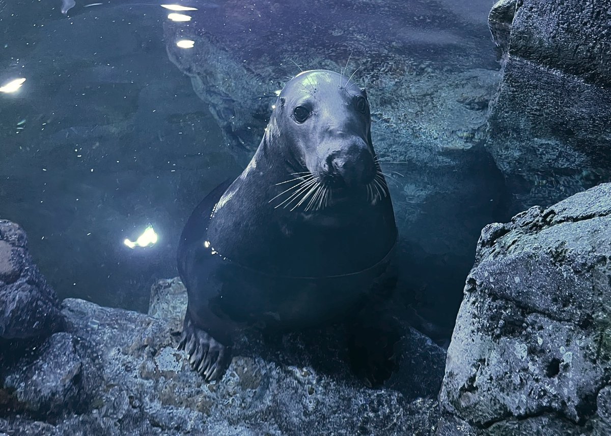 本日1月28日はハイイロアザラシ「オレオ」の14歳の誕生日🎂🎉 身体が