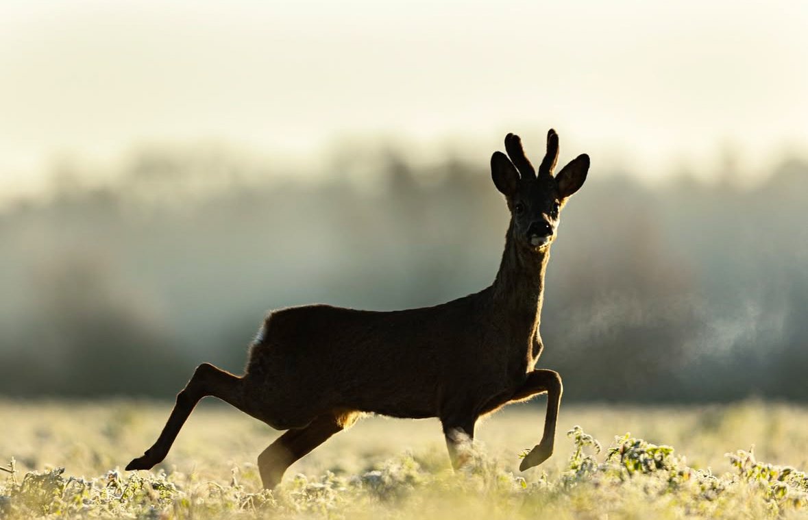 DansLaTraque's tweet image. Même à contre jour, on re te reconnait 👀

#hunting #caza #cacciatore #jagd #jakt #chasse #hunter #chassetricolore #passionchasse #passionchien #chiencourant #chiendechasse #hunt #sanglier #wildboar by faune_sauvage_marc_olivier