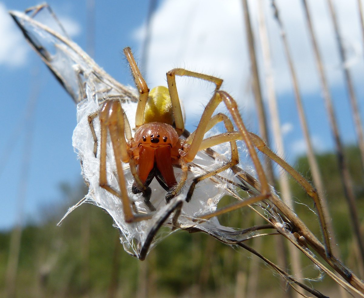 Biowissenschaftlern der Universität Trier ist es gelungen, das vollständige Genom der Ammen-Dornfinger-Spinne, der Gewächshaus-Federfußspinne und einer Gliederspinne zu entschlüsseln.
onlinelibrary.wiley.com/doi/10.1111/17…

Bild: © Naturalista86 / Getty Images / iStock