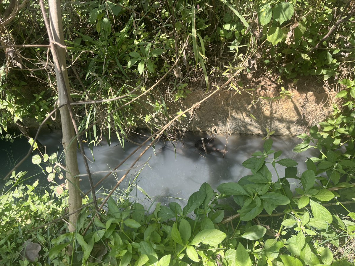 MSRNECBLR's tweet photo. Sewage water everywhere @m s ramaiah north east county @BDACommissioner  approved layout..@osd_cmkarnataka ..@Cma_kantha_Raju  @ksbsara @jmoorthy @rajkarnalli @kailash0503 @mrseetharam @RakshaRamaiah 

Need #SOS help https://t.co/fxuvKzeoqy