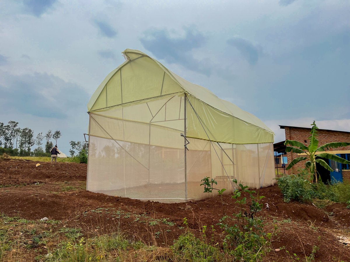 NjengaGreens's tweet image. Milestone achieved! We&apos;ve installed metallic greenhouses in 4 primary schools in Bugesera, partnering with Good People International to improve student nutrition. Fresh, high-quality vegetables grown right on school grounds. #RwandaDevelopment #SchoolNutrition #GreenhouseFarming.
