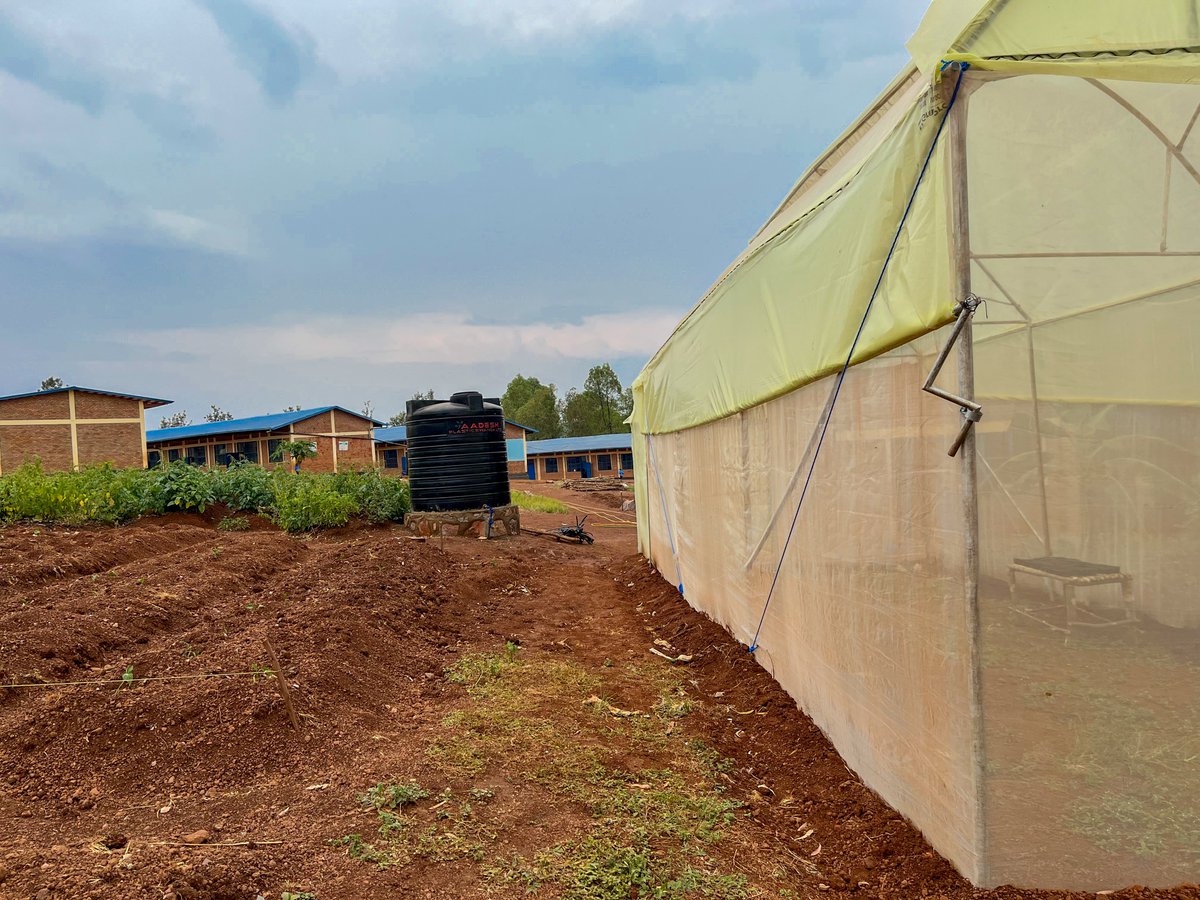 NjengaGreens's tweet image. Milestone achieved! We&apos;ve installed metallic greenhouses in 4 primary schools in Bugesera, partnering with Good People International to improve student nutrition. Fresh, high-quality vegetables grown right on school grounds. #RwandaDevelopment #SchoolNutrition #GreenhouseFarming.