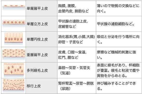 🦷⚪️ tweet media