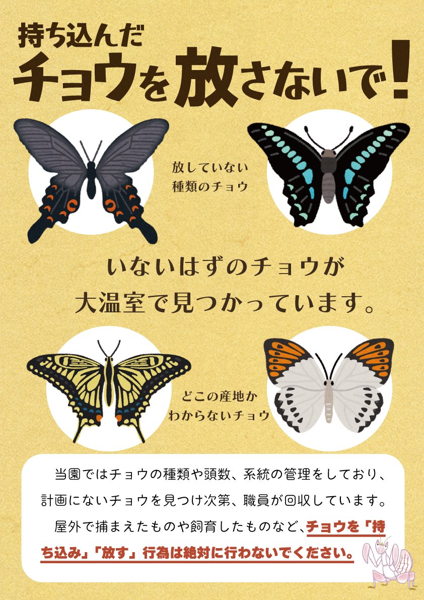 seibutuen_info's tweet photo. 【持ち込んだチョウを放さないで！】
近年度々、大温室にいるはずのないチョウが確認されています。当園ではチョウの種類や系統、放した数を管理していますので、チョウを持ち込んで放すことは絶対にやめてください。
#生物園 #足立区 https://t.co/qdZZ4t0seH