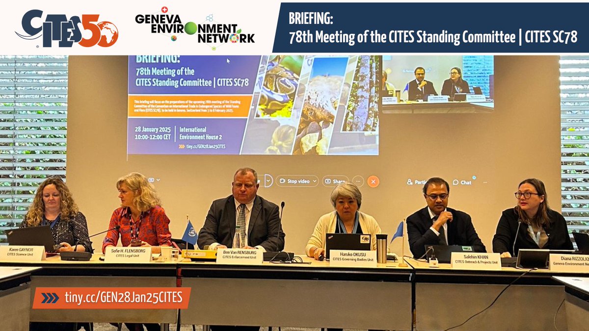 #Live now!

Ahead of <a href="/CITES/">CITES</a> Standing Committee 78th meeting to be held in #GENeva from 3-8 Feb 2025, this briefing will discuss ongoing preparations for the meeting and present the issues to be tackled at #SC78.  

▶️ tiny.cc/GEN28Jan25CITES
📹 youtube.com/watch?v=2RKGEF…