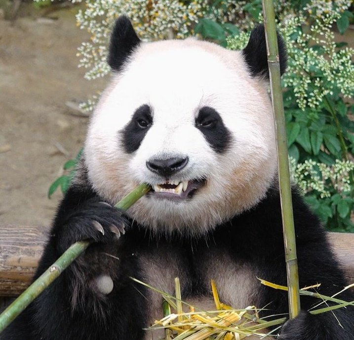 Kral_panda_'s tweet photo. Selamun Aleyküm ponçikleyyy 🐼❤️

Mutlu olduğum 3 an;
-uyumak 💞
-yuvaylanmak 🐼
Ve
BAMBU YEMEK 😋🤭🐼🐼

#Panda #Pandalarİlgiİster #SONDAKİKA #günaydın https://t.co/ovAR3eR6gO