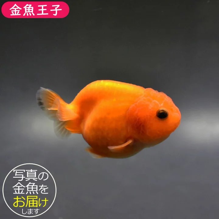 きんぎょページ 金魚王子 on X
