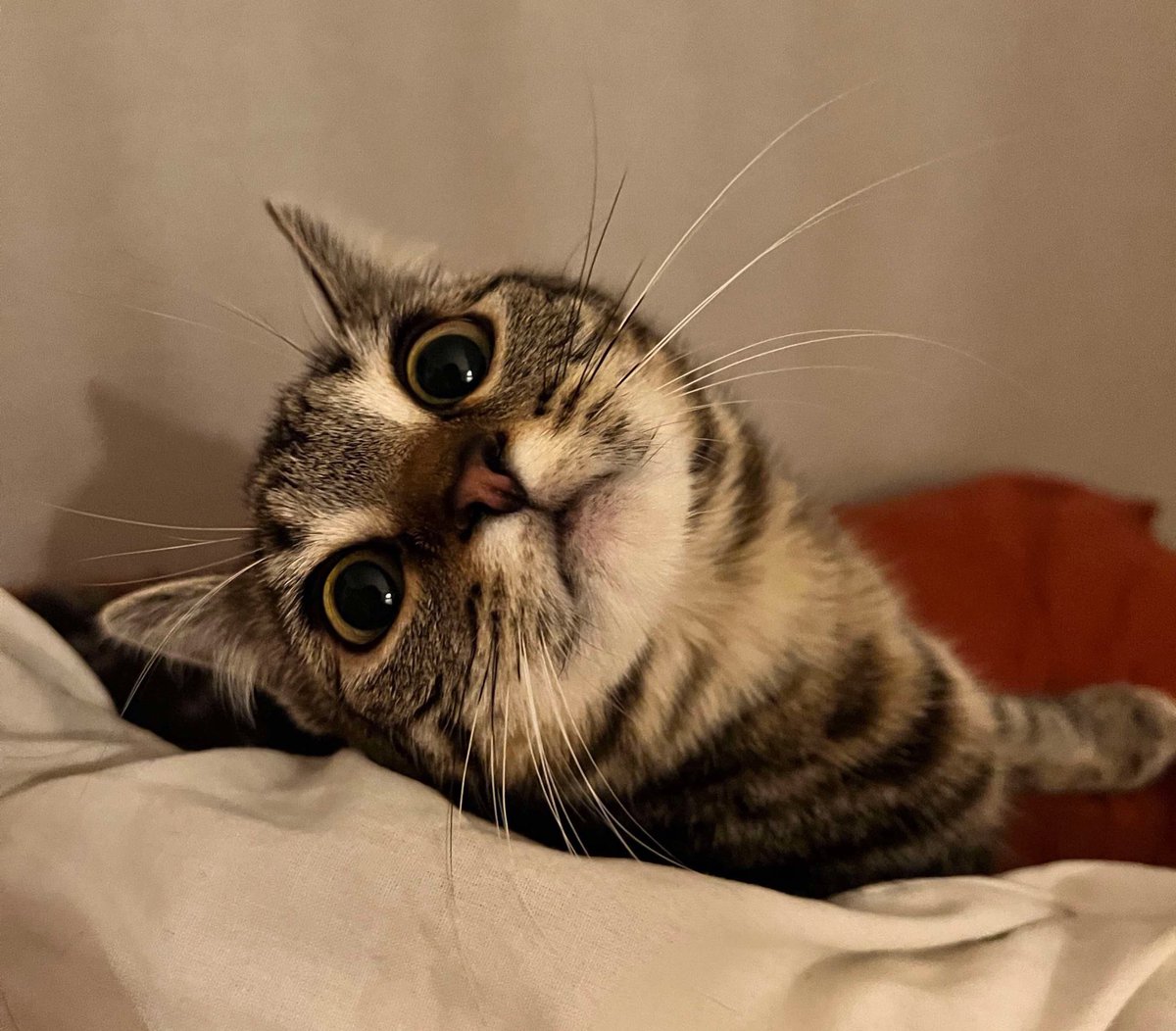 missmaggiecat's tweet photo. Good morning, everyone 😻
It’s been a while but here I am, ready to start the day 

#CatsOfX 
#catoftheday https://t.co/FrzOvymxfO