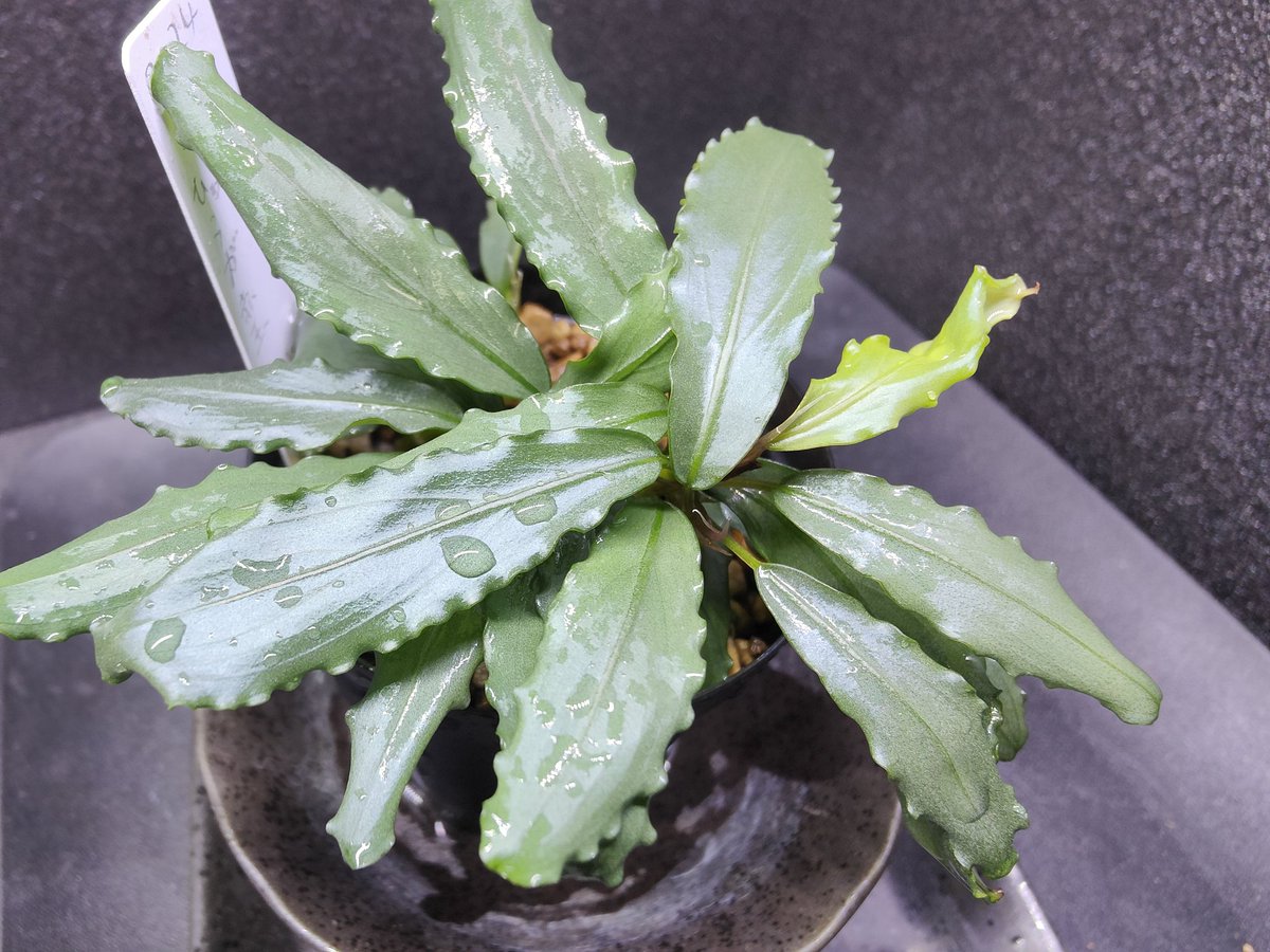たお　Bucephalandra sp. Aurora kn便 キボーデコ on X: 