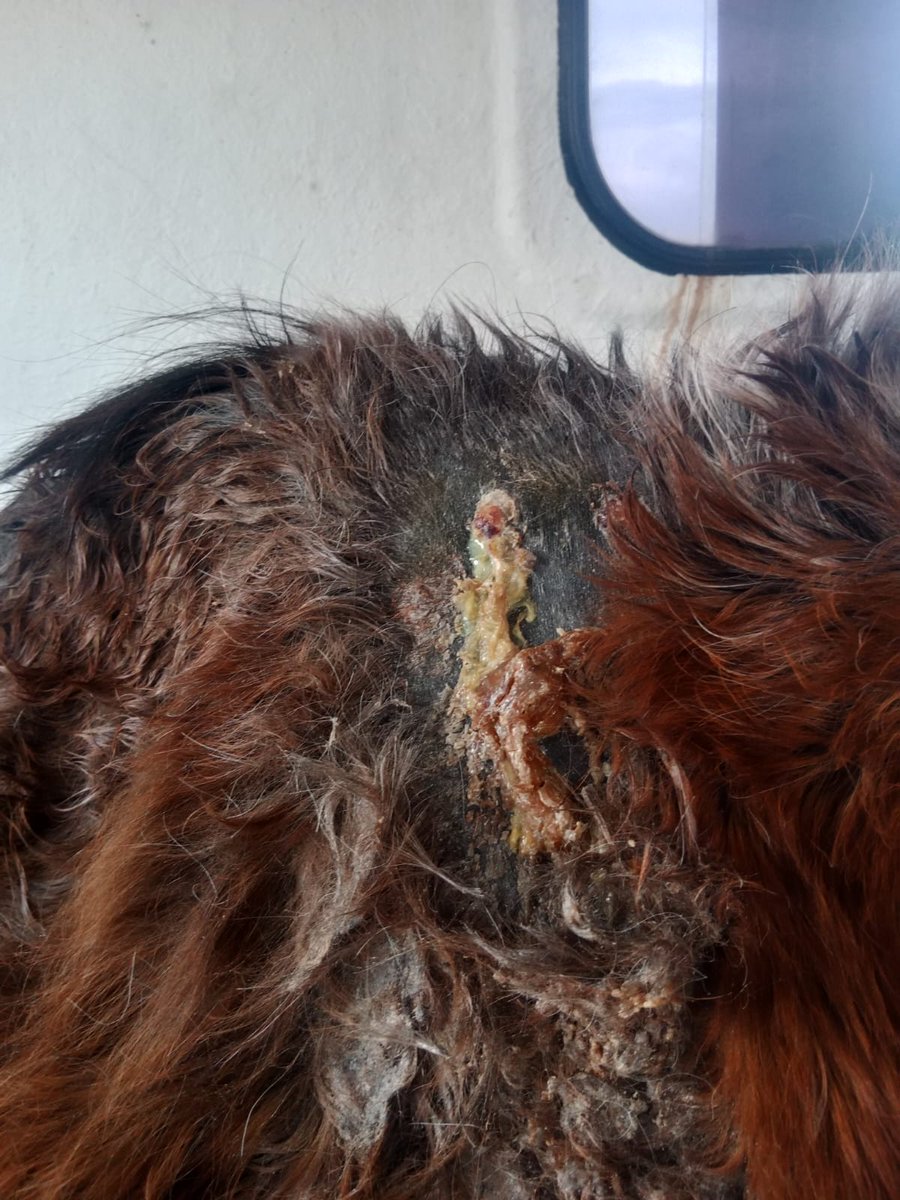 silvia mensegar tweet media