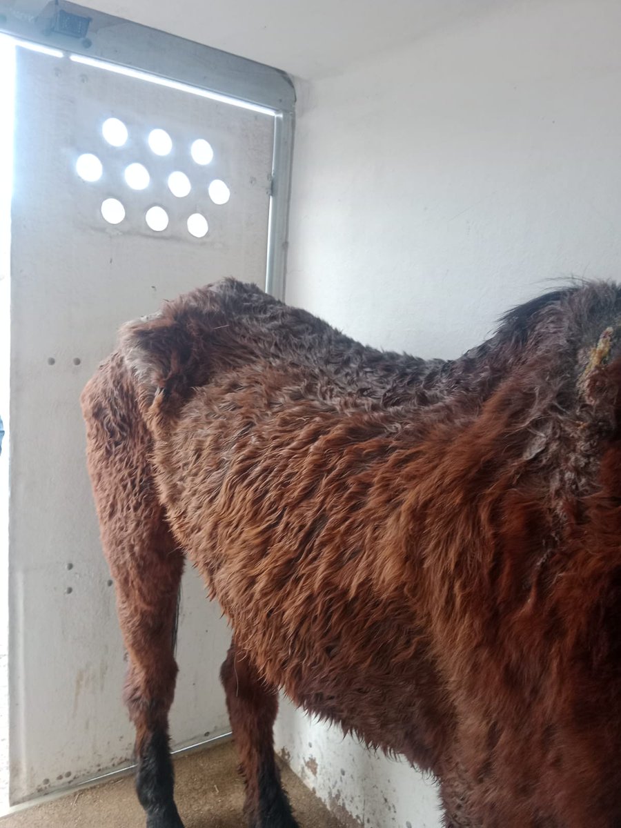 silvia mensegar tweet media