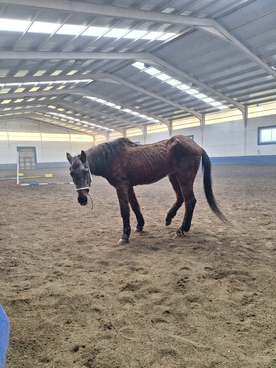 🚨🚨 🚨 🚨 🚨 🚨 🚨 Está peor aún de lo que parece, se le ha buscado una residencia igual que a los perritos, pero necesita un santuario adonde la acepten y pueda pasar el tiempo que le quede feliz sin toda la maldad que ha tenido en su cuerpo y en su alma 💔
OS PIDO DIFUSIÓN,