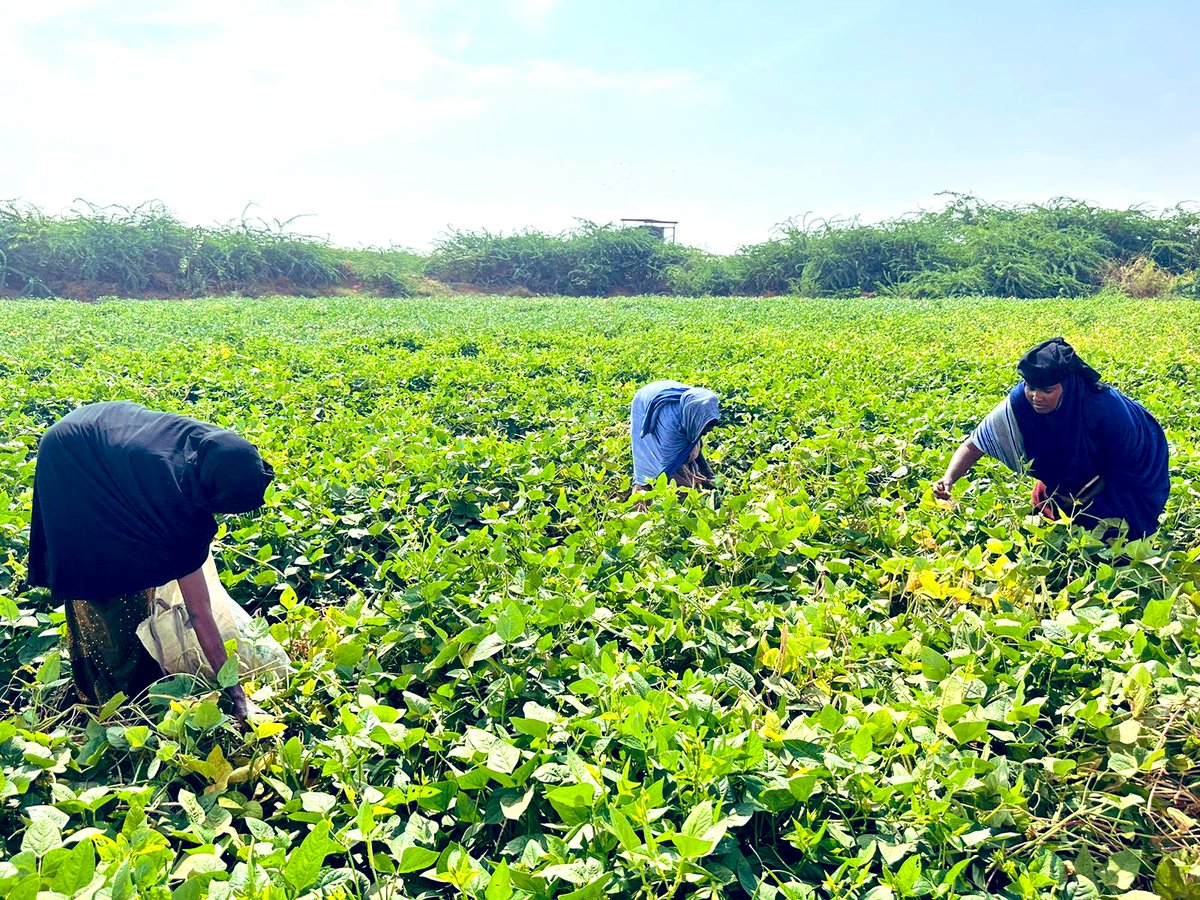 RACIDA_Ngo's tweet photo. Building resilient communities through sustainable farming!
Under the #HanaanoProject funded by @Irish_Aid, RACIDA, in collaboration with @Concern and @Mandera_cgvt Department of Agriculture, is training 480 farmers inclusive of Mother-to-mother-support-group #MtMSG, in Mandera East, North, and Lafey on regenerative #agriculturalpractices.
The training covers key topics such as:
✅ Agroforestry for ecosystem preservation,
✅ Eco-friendly pest control through Integrated Pest Management (IPM),
✅ Strategies for adapting to #climatechange.
#RACIDA #HanannoProject #PWiMT #BuildingResilience #CommunitySupport