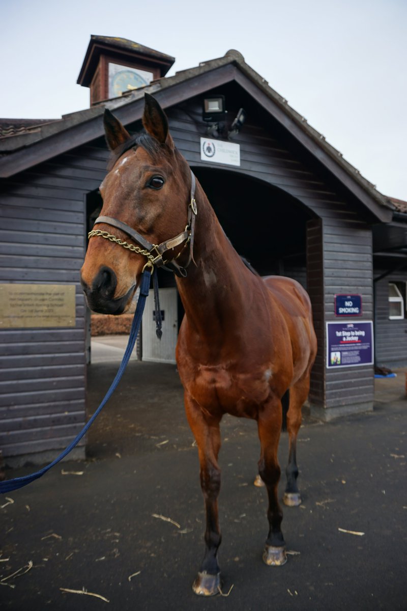 BritishRacingSchool (@brsnewmarket) on Twitter photo 🐎Run on Sterling (Steve) has moved on to his new home at <a href="/GreatwoodHorses/">Greatwood Charity</a> ❤️
He loved #Jumping as part of licence courses and has been a gentleman for less experienced #riders. His favourite things are eating and being groomed, so we know he will love being pampered at 🐎Run on Sterling (Steve) has moved on to his new home at <a href="/GreatwoodHorses/">Greatwood Charity</a> ❤️
He loved #Jumping as part of licence courses and has been a gentleman for less experienced #riders. His favourite things are eating and being groomed, so we know he will love being pampered at