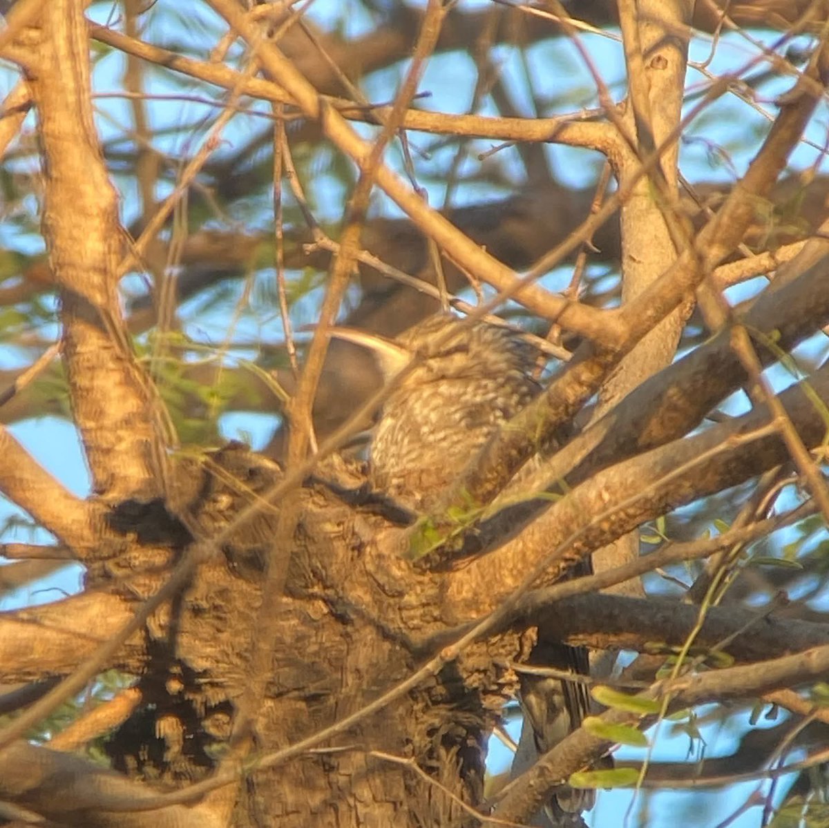 Dr Mya-Rose Craig tweet media