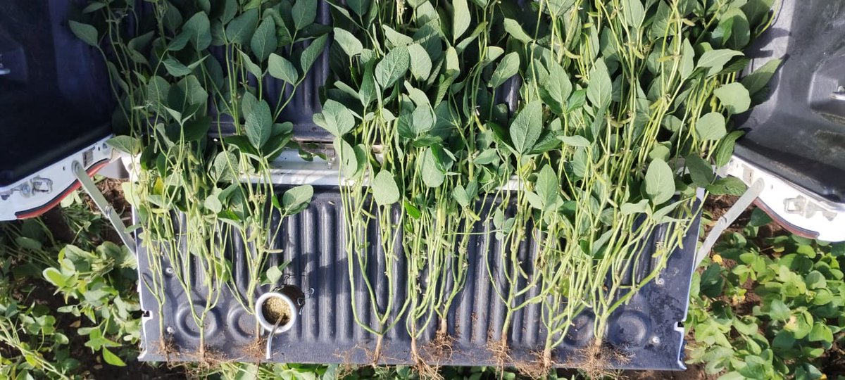 Lote con aplicación de estiércol de feedlot. De izq a derecha 0, 20 y 40 ton/ha. 15 a 16 nudos en el testigo, y 18 a 19 nudos sobre estiércol. Veremos si se traduce en rendimiento...