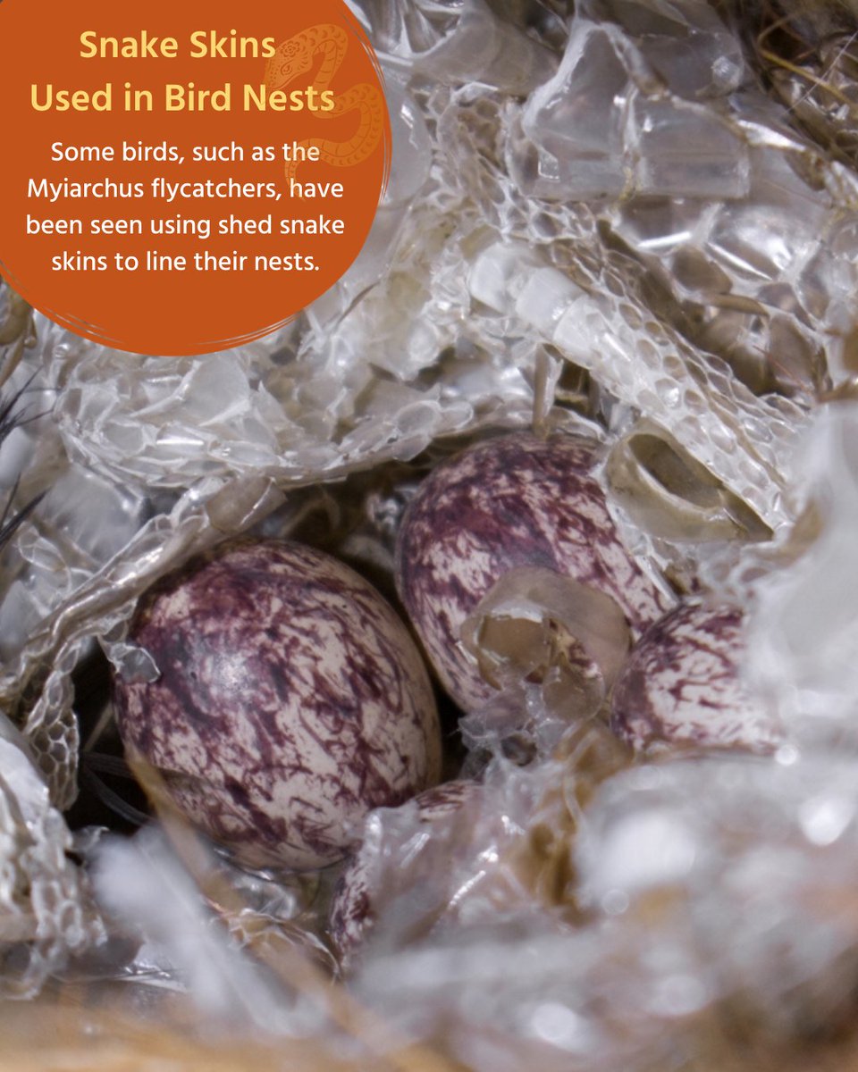 Birds and snakes share a variety of connections shaped by mimicry, predation, and survival. 🐍

This Lunar New Year, we celebrate the Year of the Wood Snake and it is the perfect opportunity to explore the remarkable interactions, adaptations, and evolutionary strategies between