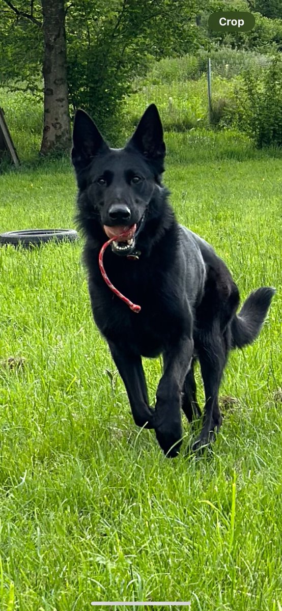 Well done to PD Vagus and handler PC Head who were the overall winners of the Wiltshire Police dog trials.  PC Dutton &amp; PD Ross scored the most points for searching and tracking, PC Kavangh &amp; PD Stan came top for criminal work &amp; PC Head &amp; PD Vagus scored the most for obedience.