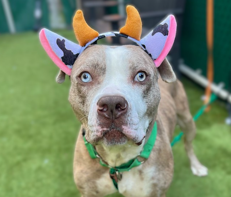 NMBewitched's tweet photo. #LongStays
The best dogs, the hardest to re-home
Dip N Dots
Kennel stress is deadly
159 days in a cage @ #NYCACC
We have the #Rescue
https://t.co/dYM3fVxwun
If you are experienced, know good dogs need time to relax, exercise routine, guidance & tons of love
Be his Hero https://t.co/vq0HB5Xv9o