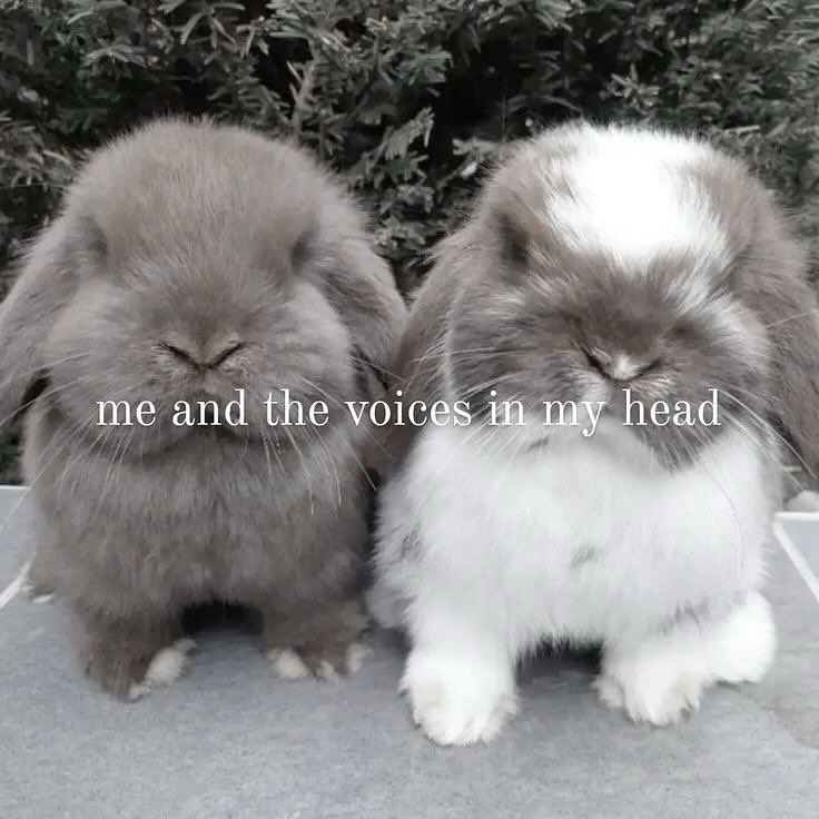 Bunnies tweet media