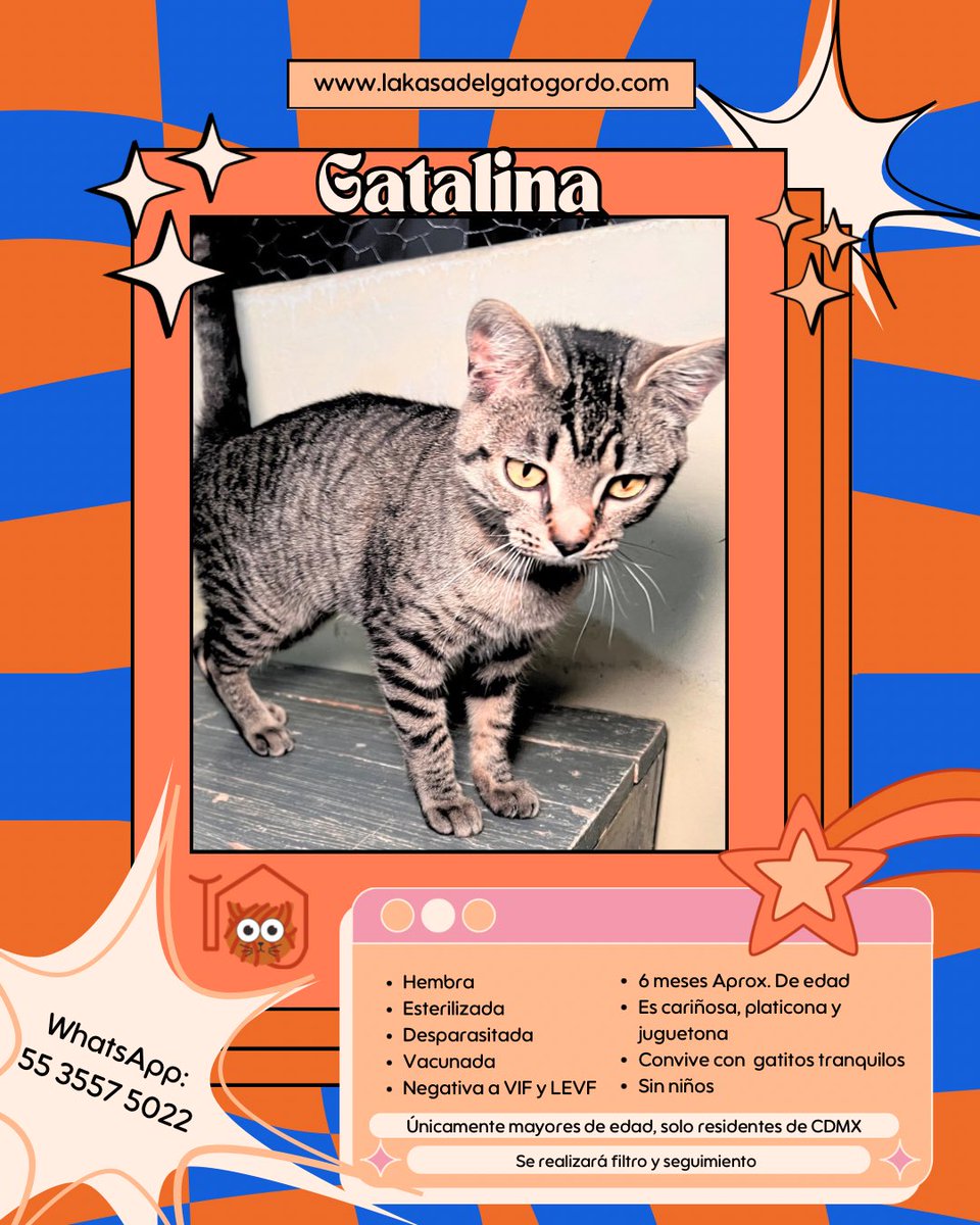 El_gatitoGordo's tweet photo. Gatalina y Remedios buscan su hogar definitivo y necesitan tu apoyo 🧡

Estas dos hermosas gatitas, recién rescatadas, ya están listas para encontrar una familia amorosa que las adopte de forma responsable. Ambas han pasado por mucho y ahora están preparadas para llenar tu hogar de amor y compañía.

¿Te imaginas darles la oportunidad de ser parte de tu vida?
Ya sea que quieras adoptar a Gatalina, a Remedios, o a ambas, nosotros te guiaremos durante todo el proceso para asegurarnos de que esta decisión sea perfecta para ti y para ellas. Escríbenos para conocer los requisitos y detalles, ¡te llevaremos a tu hogar a una compañera gatuna que transformará tu vida!

🧡Además, si no puedes adoptar pero deseas ayudar, puedes convertirte en su padrino o madrina. Ellas aún no cuentan con apoyo económico para su manutención, alimentación y cuidados médicos, y tú puedes ser parte de esta increíble historia brindándoles lo que necesitan mientras encuentran una familia.

🧡Adopta. Apadrina. Cambia una vida.
Comunícate con nosotros y juntos lograremos que Gatalina y Remedios tengan la vida que merecen. 🐾