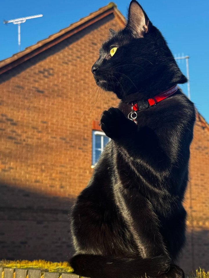 Susan Calman tweet media