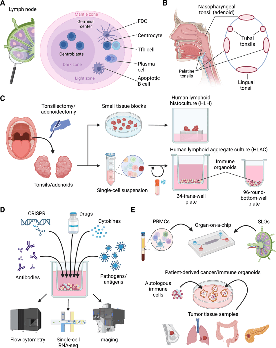 EMBO Mol. Medicine (@embomolmed) on Twitter photo Review by M. Moll & D. Baumjohann <a href="/UniklinikBonn/">Uniklinik Bonn</a>
➡️Boosting human immunology: harnessing the potential of immune organoids.
🗞️doi.org/10.1038/s44321… Review by M. Moll & D. Baumjohann <a href="/UniklinikBonn/">Uniklinik Bonn</a>
➡️Boosting human immunology: harnessing the potential of immune organoids.
🗞️doi.org/10.1038/s44321…