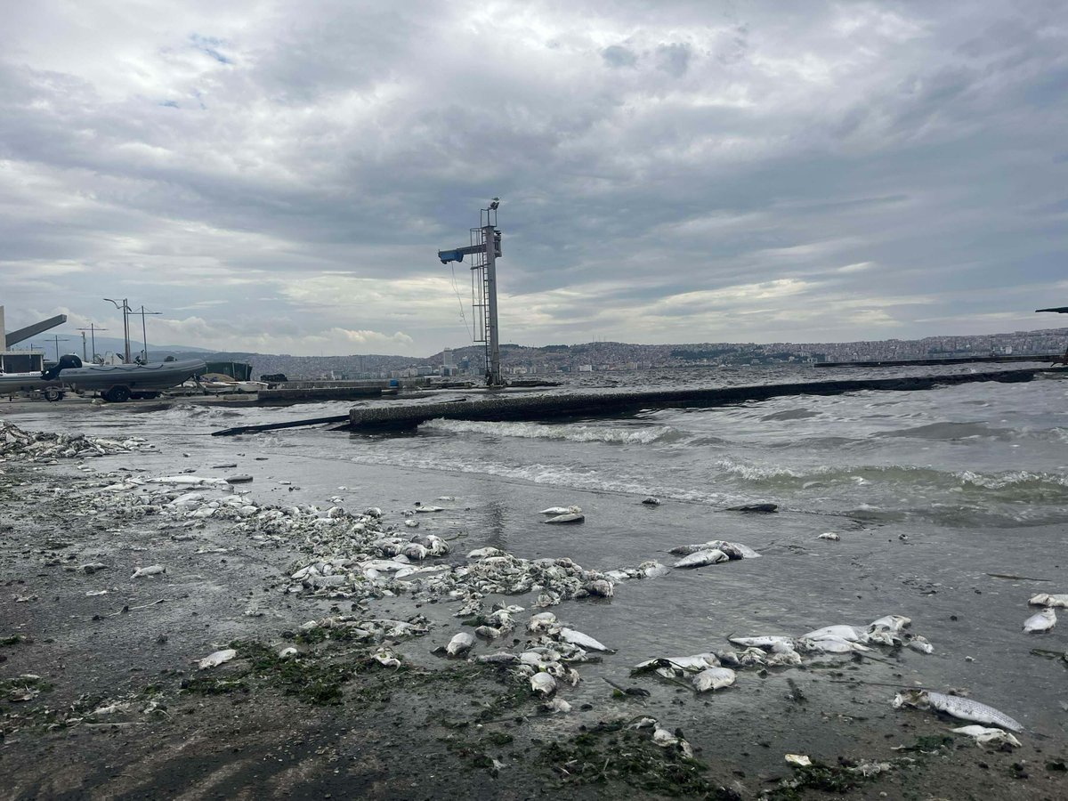 gundemedairhs's tweet photo. 🚨 İzmir Cumhuriyet Başsavcılığı, İzmir Körfezi'ndeki kirlilik ve balık ölümlerine ilişkin soruşturma başlattı. https://t.co/nN8HycG8uJ