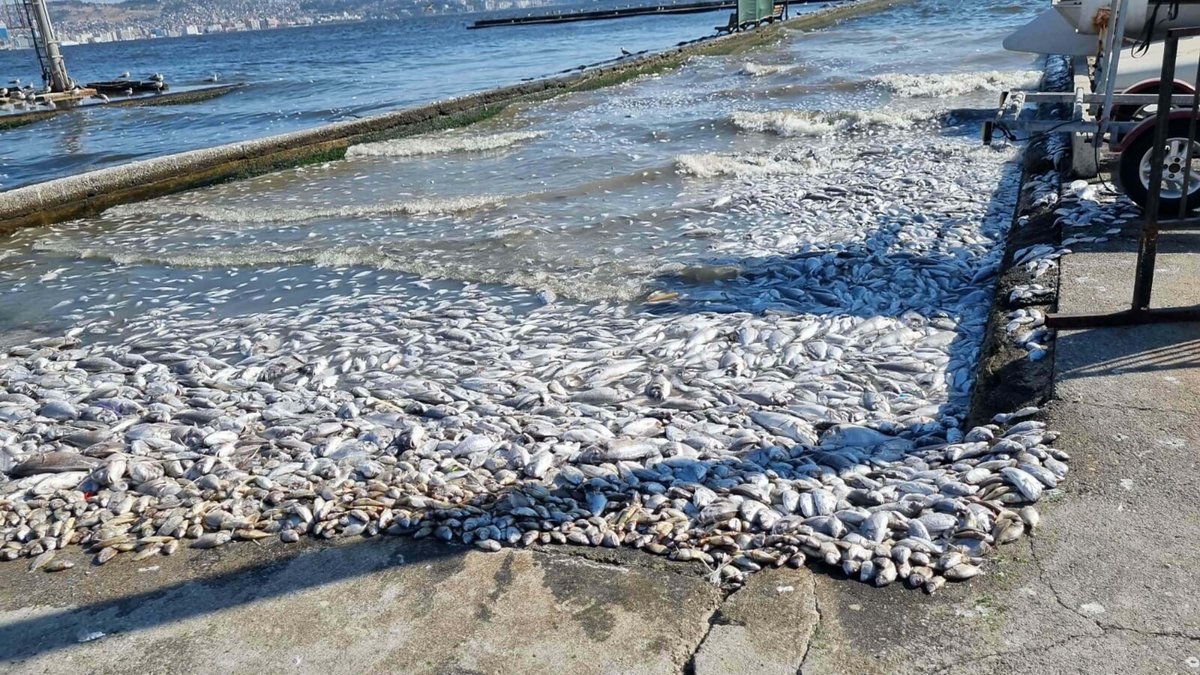 gundemedairhs's tweet photo. 🚨 İzmir Cumhuriyet Başsavcılığı, İzmir Körfezi'ndeki kirlilik ve balık ölümlerine ilişkin soruşturma başlattı. https://t.co/nN8HycG8uJ