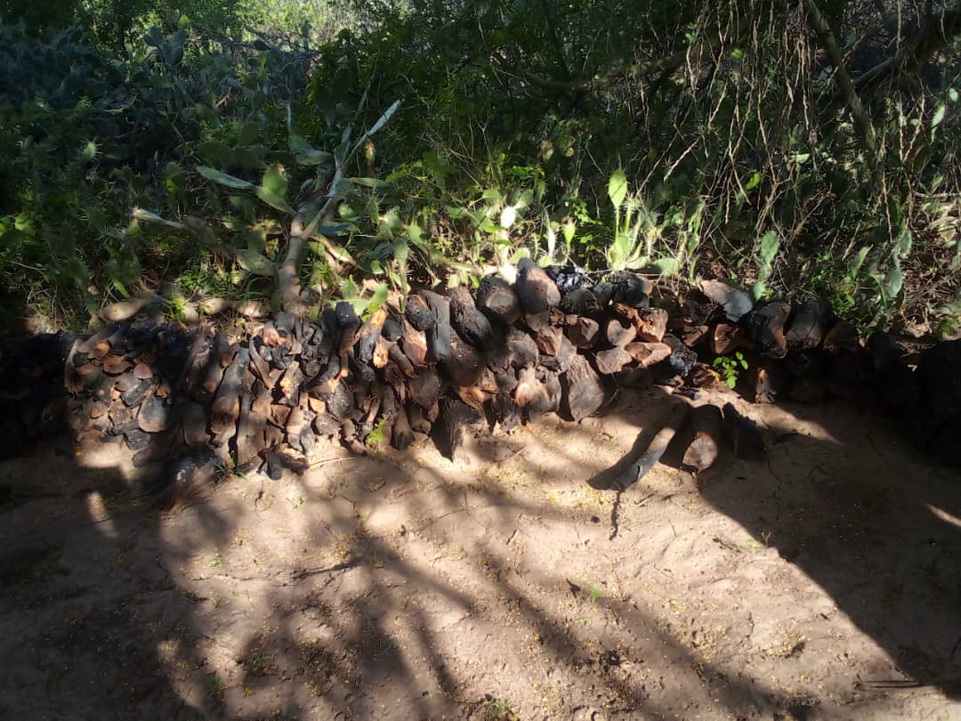 ArmandoInfo's tweet photo. En el Parque Nacional Cerro Saroche, estado Lara, caen devastados los árboles de cují, vera y curarí. Una empresa mixta de la que es socia la Alcaldía de Barquisimeto, en manos del PSUV, es la responsable de la tala. ¿Por qué?
🔗https://t.co/dPfnqe3X0X https://t.co/B56eidOE5y
