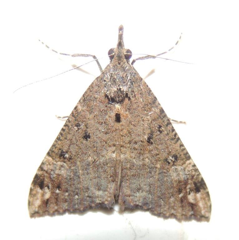 Bloxworth Snout, The Mounts, NR. Kingsbridge today, found in shed.