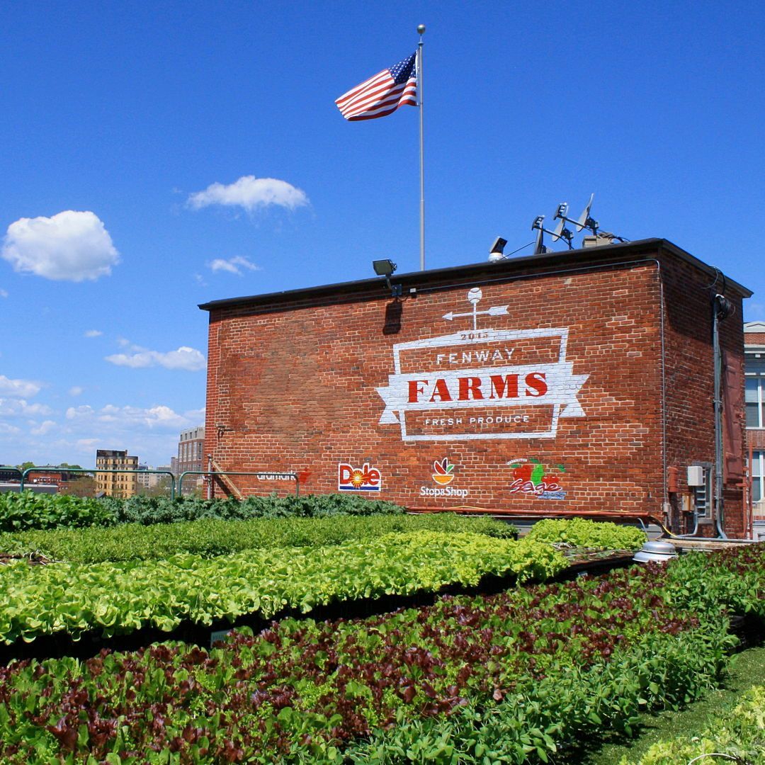 Recover Green Roofs tweet media